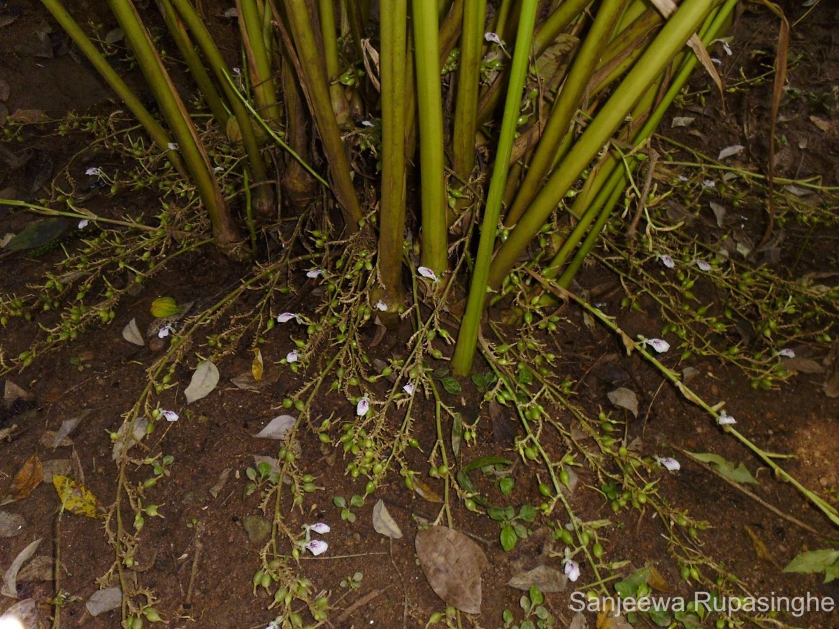 Elettaria cardamomum (L.) Maton